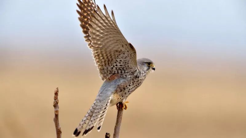 「沙富济贫」「马不停踢」稳中带皮的世界杯成语你知道吗？