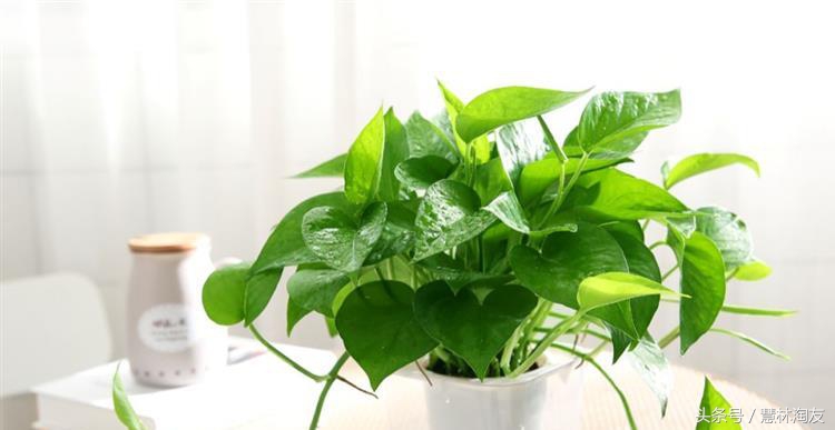 水培绿萝怎样可以长得更快更好,水培绿萝培育气根