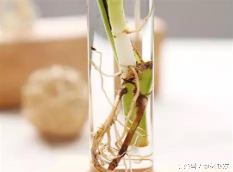 水培绿萝怎样可以长得更快更好,水培绿萝培育气根