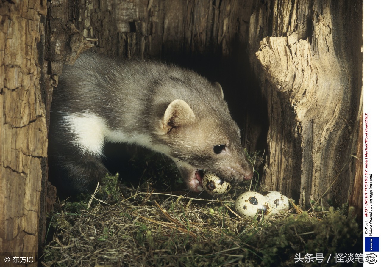 民间故事黄鼠狼成精,黄鼠狼偷鸡民间故事文字