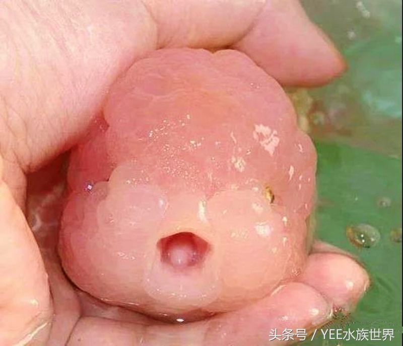 金鱼冬眠的正确姿势,金鱼怎么养看完就知道了