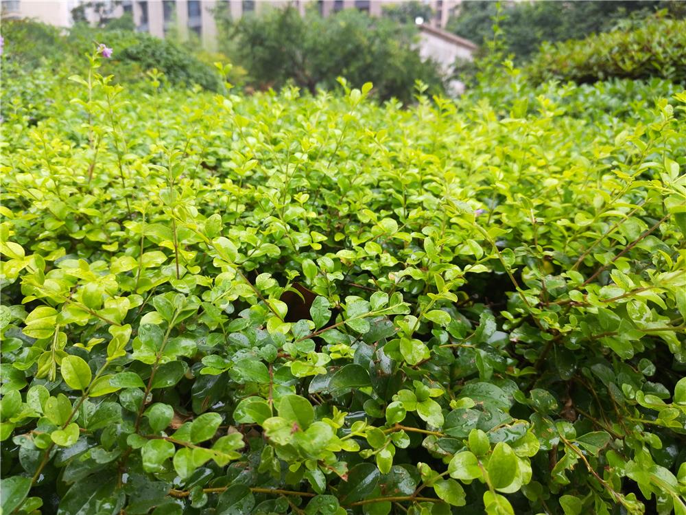 美图t6手机,美图t9.6