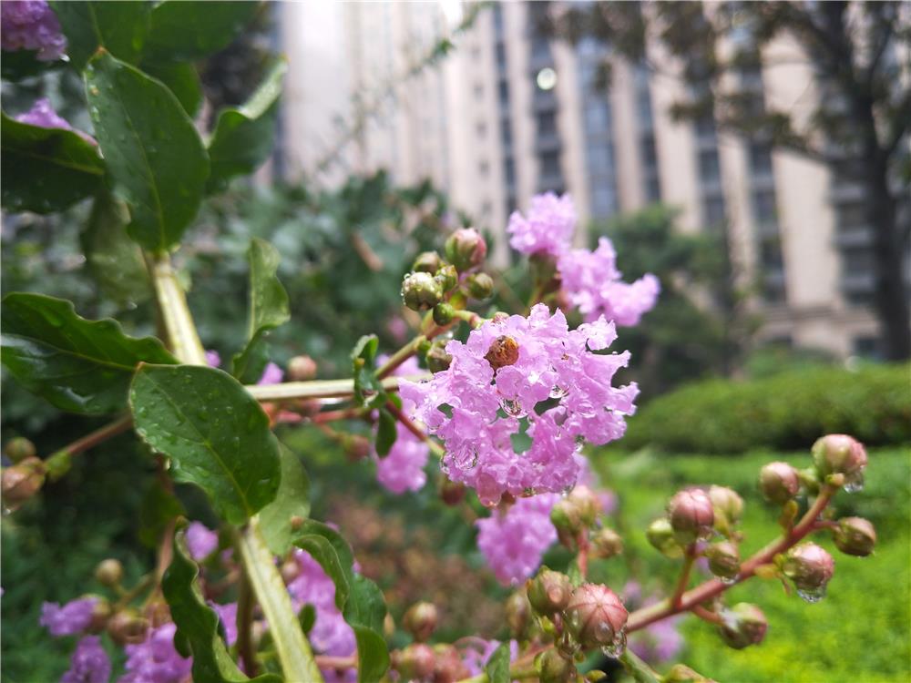 美图t6手机,美图t9.6