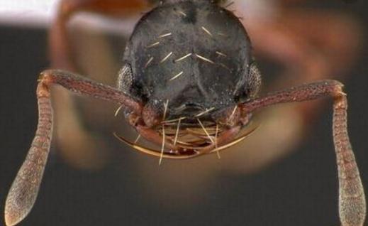 蚂蚁竟然是地球进化最完美的生物,蚂蚁是怎么从地球进化来的
