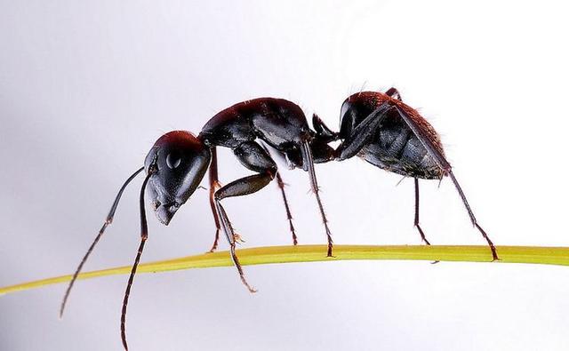 蚂蚁竟然是地球进化最完美的生物,蚂蚁是怎么从地球进化来的