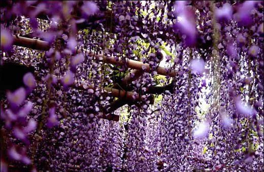 夏天悄悄来临留下小秘密,日本原装进口冰淇淋