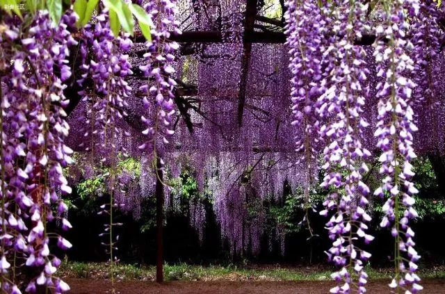 夏天悄悄来临留下小秘密,日本原装进口冰淇淋
