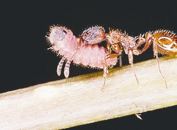蚂蚁竟然是地球进化最完美的生物,蚂蚁是怎么从地球进化来的
