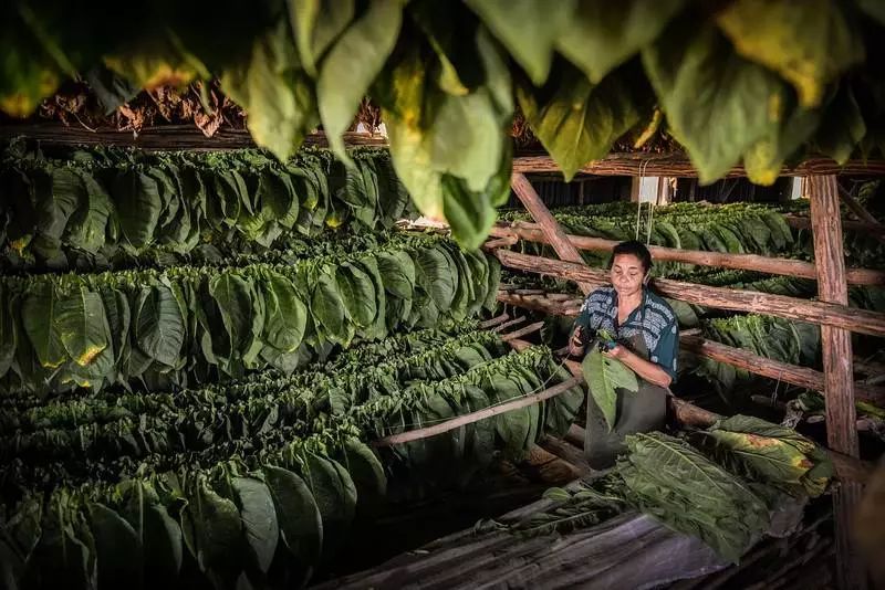 什邡雪茄溯源之旅,什邡生产的雪茄有哪些