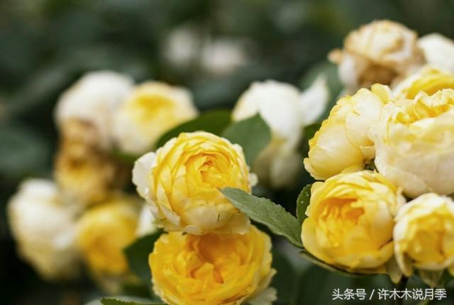 月季黑杆的处理方法,月季黑杆了怎么办教你一招解决