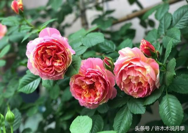 月季黑杆的处理方法,月季黑杆了怎么办教你一招解决