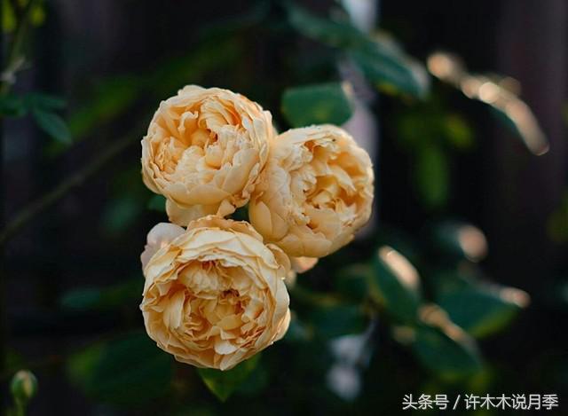 月季黑杆的处理方法,月季黑杆了怎么办教你一招解决