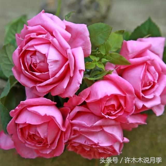 月季黑杆的处理方法,月季黑杆了怎么办教你一招解决