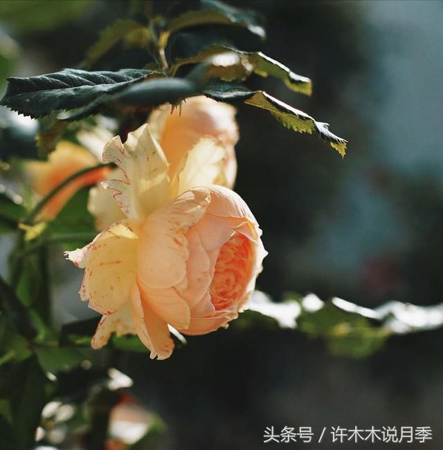 月季黑杆的处理方法,月季黑杆了怎么办教你一招解决