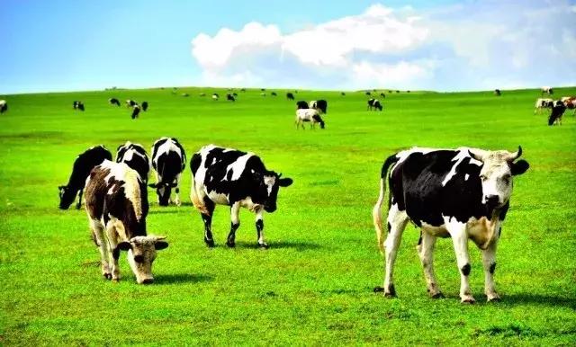 澳洲a2和贝拉米奶粉哪个好,澳洲版爱他美a2奶粉测评