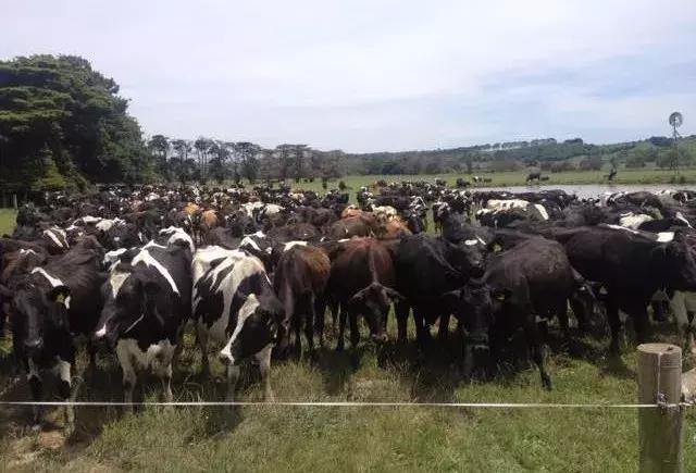 澳洲a2和贝拉米奶粉哪个好,澳洲版爱他美a2奶粉测评