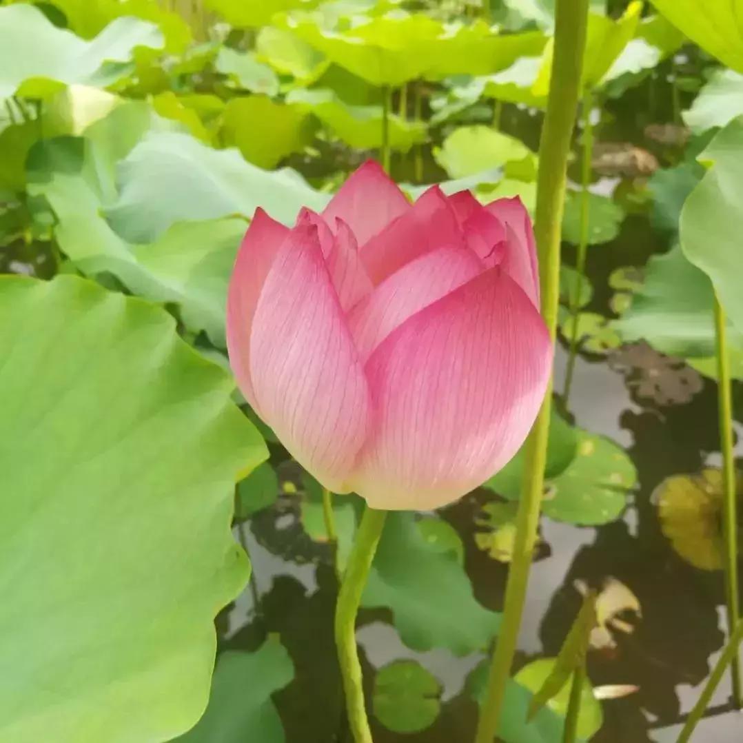 鸣翠湖荷花之美,今夏赏荷必去景点