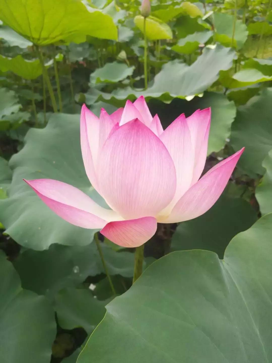 鸣翠湖荷花之美,今夏赏荷必去景点