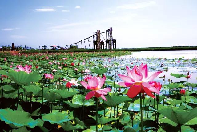 鸣翠湖荷花之美,今夏赏荷必去景点