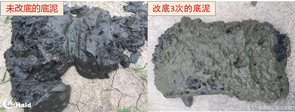 变天鱼起浮,变天鱼都浮水面怎么回事