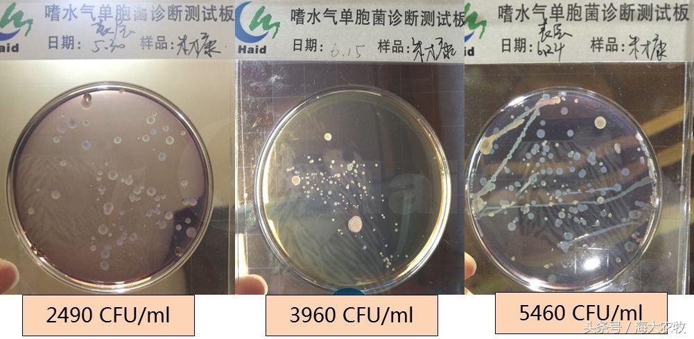 变天鱼起浮,变天鱼都浮水面怎么回事