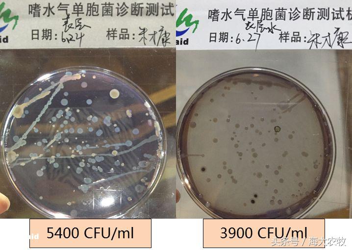 变天鱼起浮,变天鱼都浮水面怎么回事