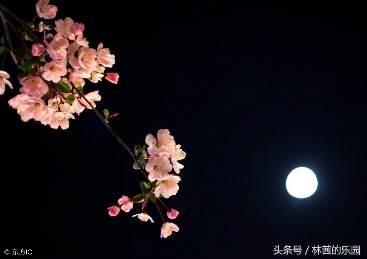 关于明月的诗句大全唯美,宋词里的明月绝美经典57句