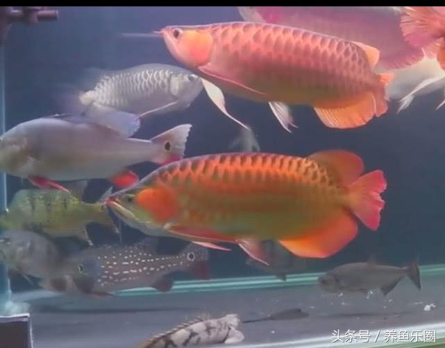 群游观赏鱼很帅,老缸养红龙注意事项