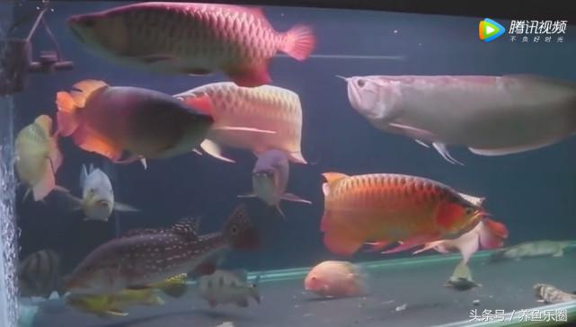 群游观赏鱼很帅,老缸养红龙注意事项