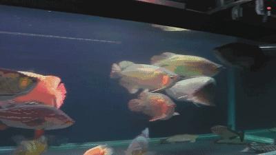 群游观赏鱼很帅,老缸养红龙注意事项