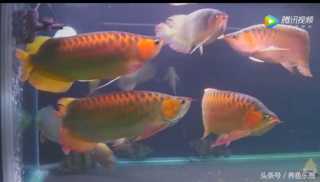 群游观赏鱼很帅,老缸养红龙注意事项