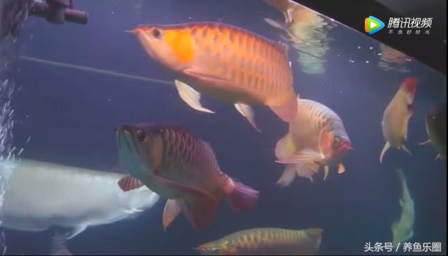 群游观赏鱼很帅,老缸养红龙注意事项
