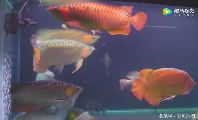 群游观赏鱼很帅,老缸养红龙注意事项