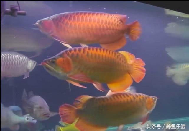 群游观赏鱼很帅,老缸养红龙注意事项
