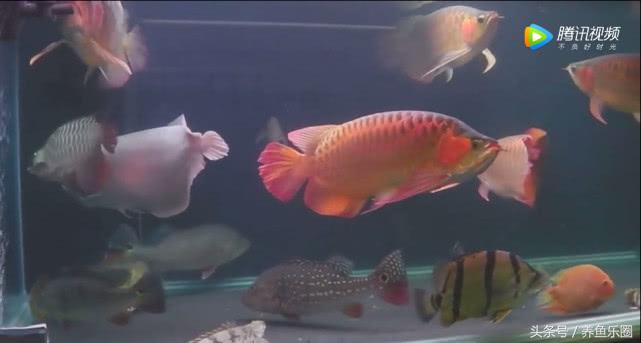 群游观赏鱼很帅,老缸养红龙注意事项