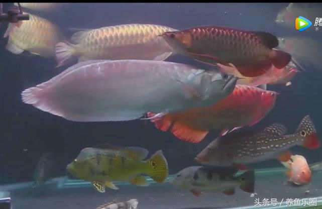 群游观赏鱼很帅,老缸养红龙注意事项