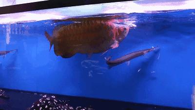 群游观赏鱼很帅,老缸养红龙注意事项