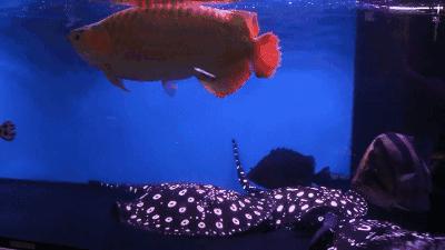 群游观赏鱼很帅,老缸养红龙注意事项