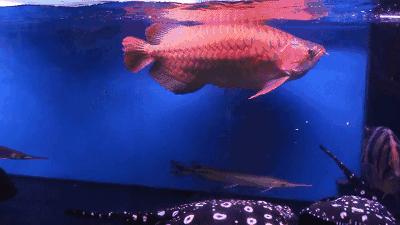 群游观赏鱼很帅,老缸养红龙注意事项