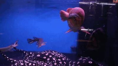 群游观赏鱼很帅,老缸养红龙注意事项