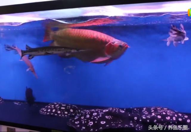 群游观赏鱼很帅,老缸养红龙注意事项