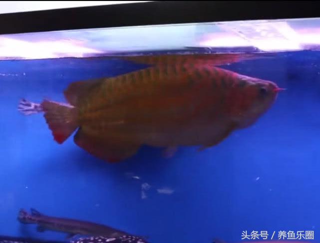 群游观赏鱼很帅,老缸养红龙注意事项