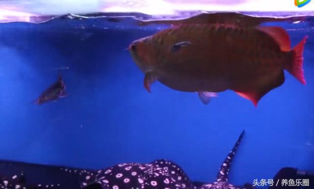 群游观赏鱼很帅,老缸养红龙注意事项