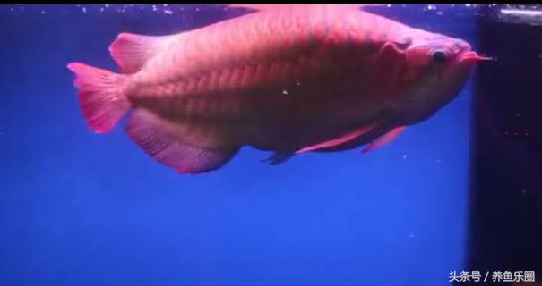 群游观赏鱼很帅,老缸养红龙注意事项