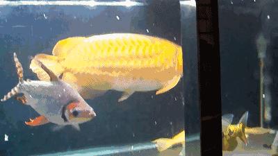 群游观赏鱼很帅,老缸养红龙注意事项