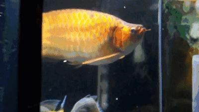 群游观赏鱼很帅,老缸养红龙注意事项