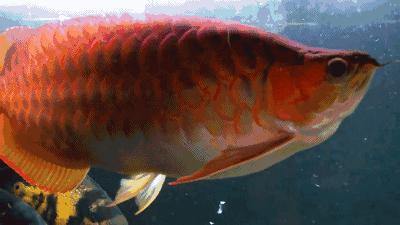 群游观赏鱼很帅,老缸养红龙注意事项