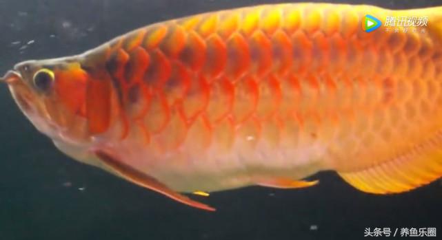 群游观赏鱼很帅,老缸养红龙注意事项