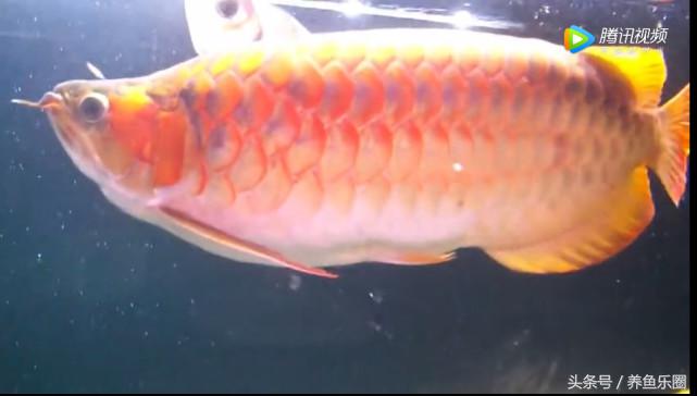 群游观赏鱼很帅,老缸养红龙注意事项