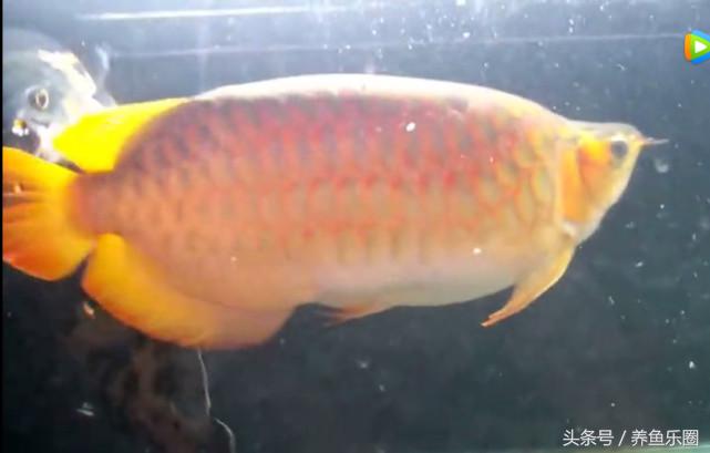群游观赏鱼很帅,老缸养红龙注意事项